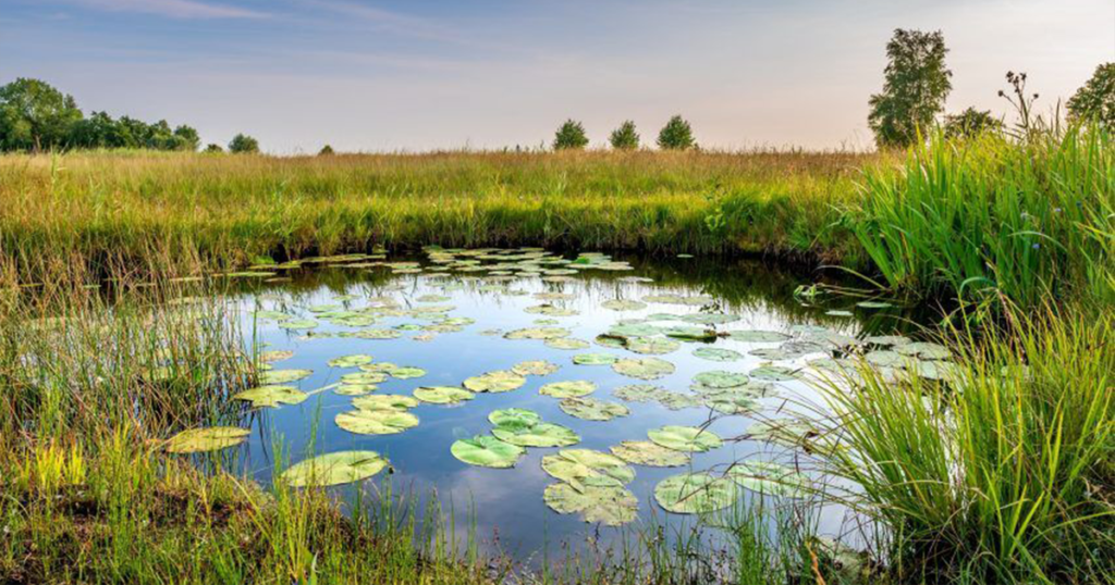 Humedal 1024x538